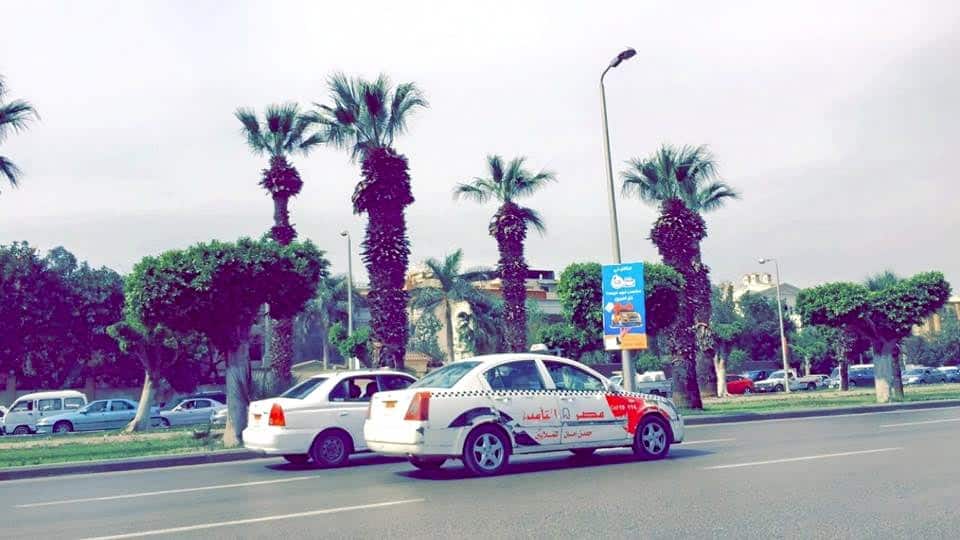 Palm Trees are one of the Pictures That Will Make You Want To Visit Cairo