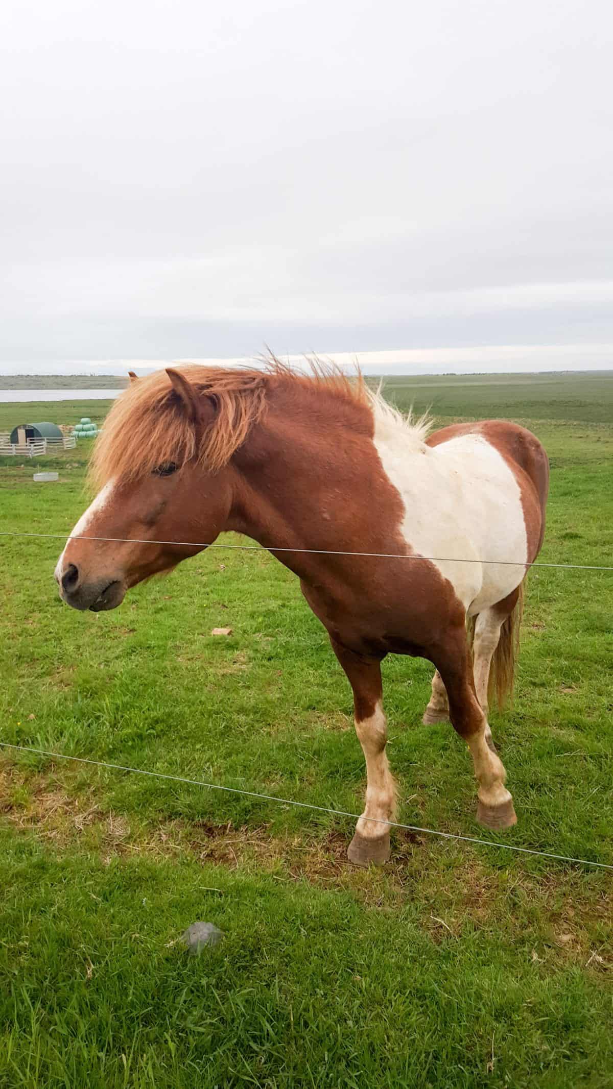 Icelandic Horses is one of the 10 Reasons Why Iceland Should Be Your Next Trip
