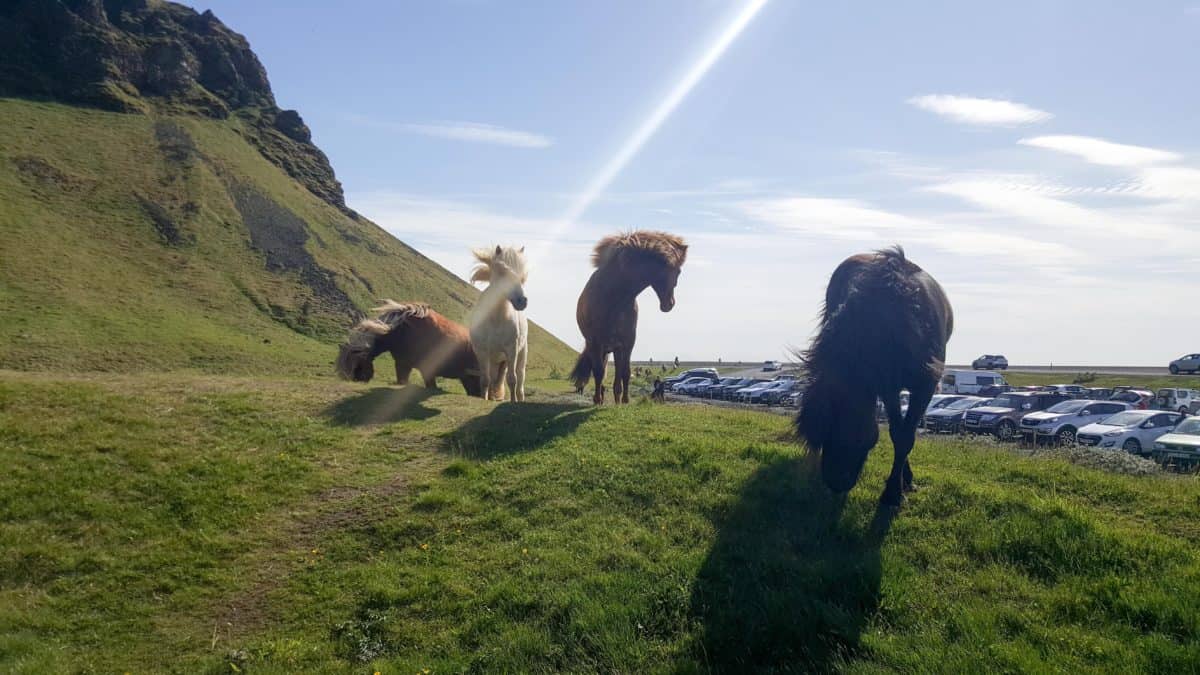 Icelandic Horses is one of the 10 Reasons Why Iceland Should Be Your Next Trip