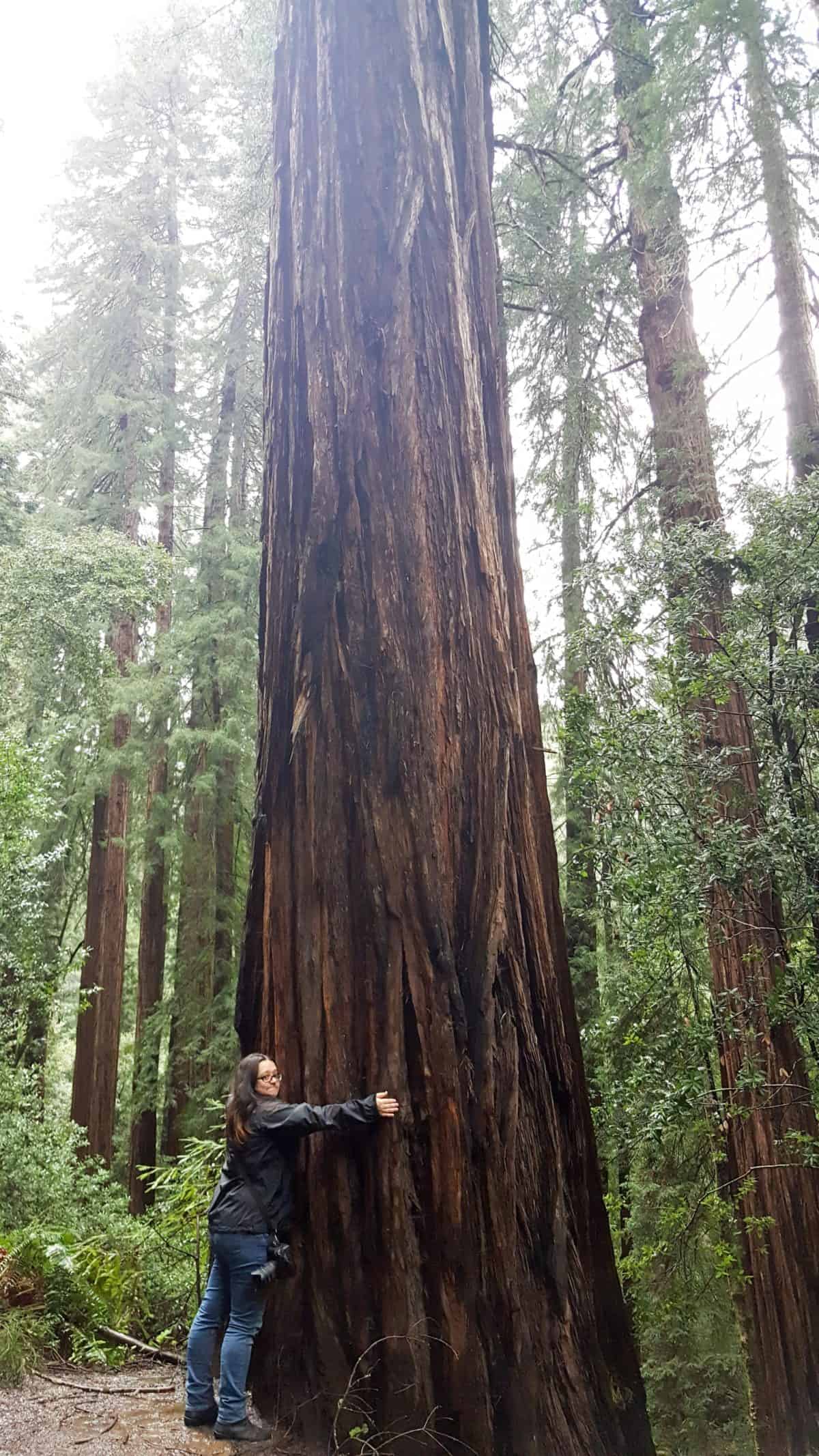 Beautiful Trees - Tips for Visiting Muir Woods National Monument
