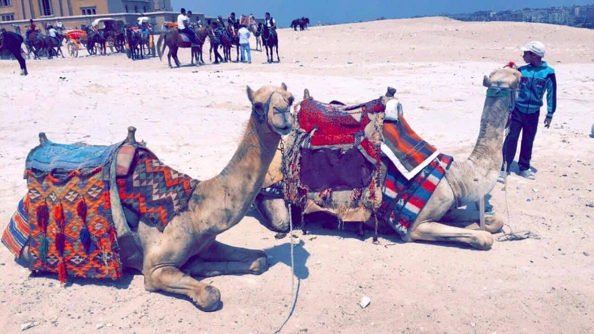 Camels are one of the Pictures That Will Make You Want To Visit Cairo