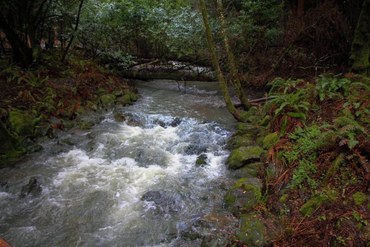 Tips for Visiting Muir Woods National Monument