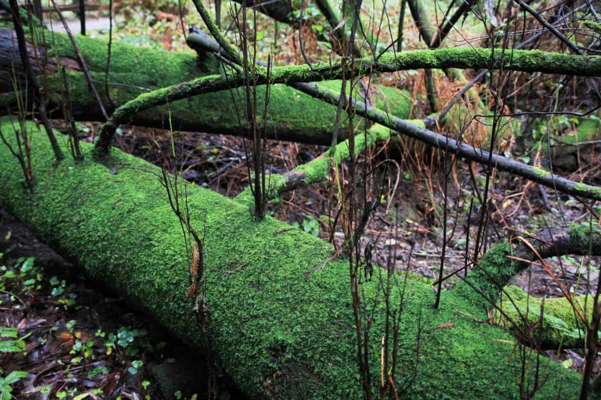 Tips for Visiting Muir Woods National Monument