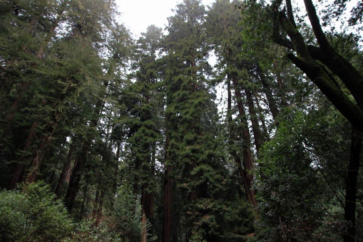 Tips for Visiting Muir Woods National Monument