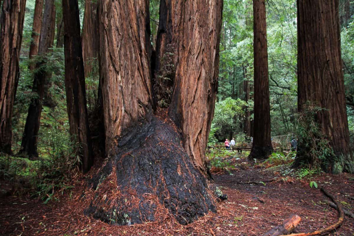 Tips for Visiting Muir Woods National Monument