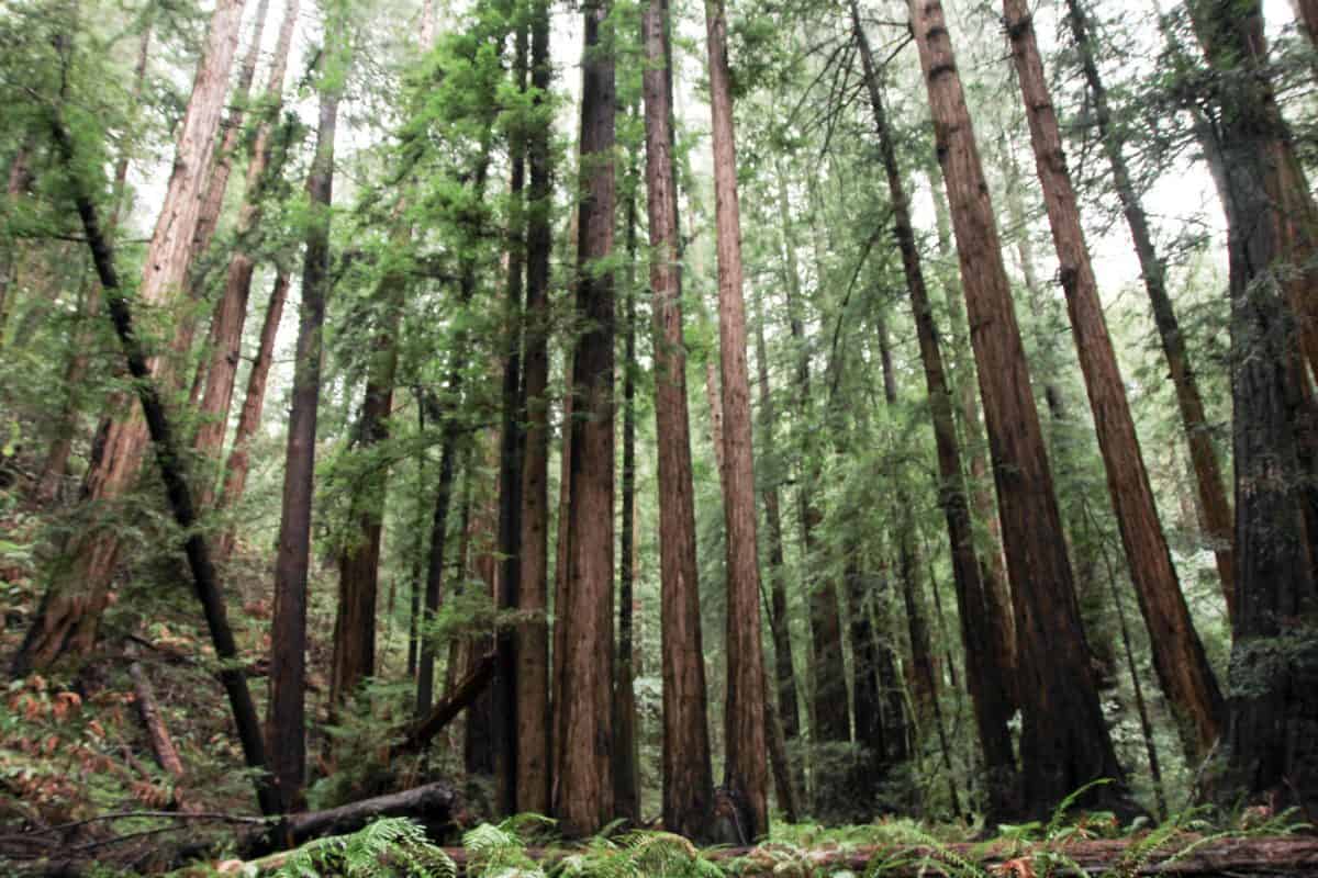 Tips for Visiting Muir Woods National Monument