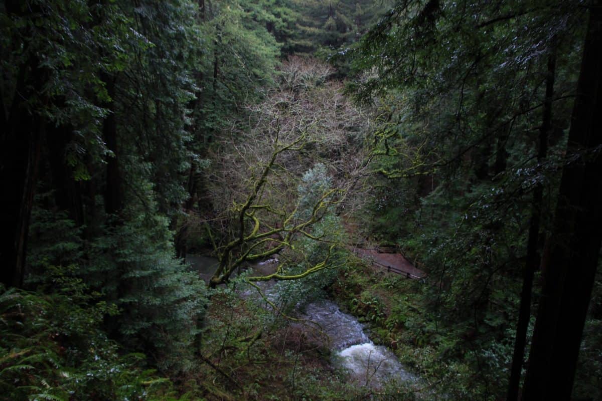 Tips for Visiting Muir Woods National Monument