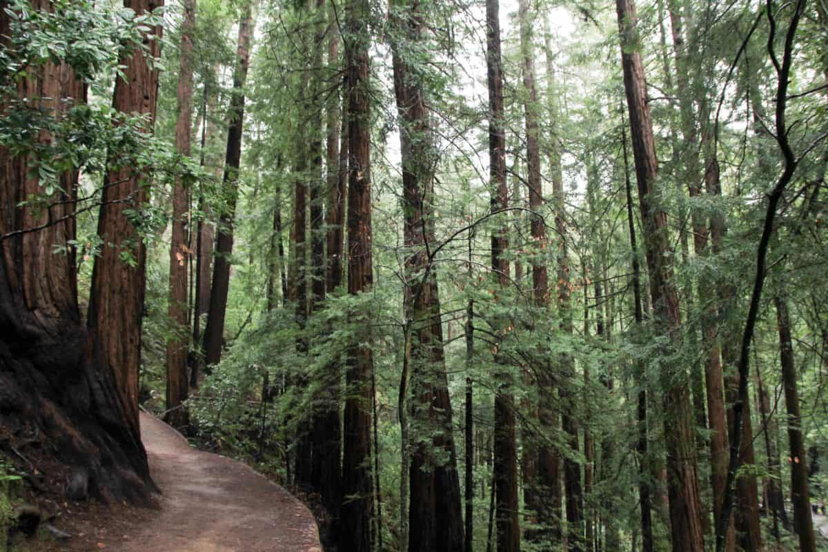 Tips for Visiting Muir Woods National Monument