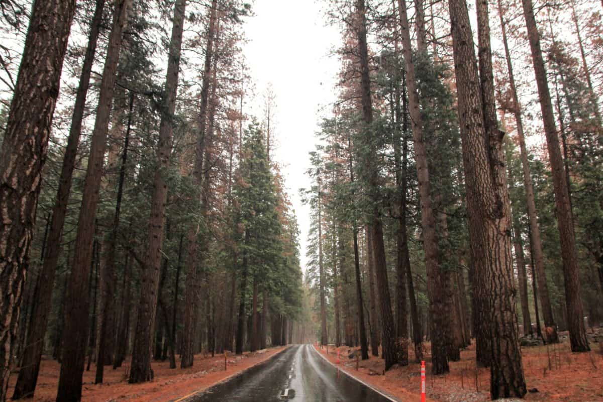 Yosemite National Park