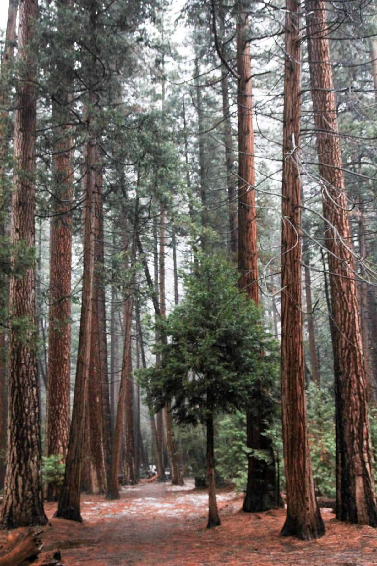 Yosemite National Park