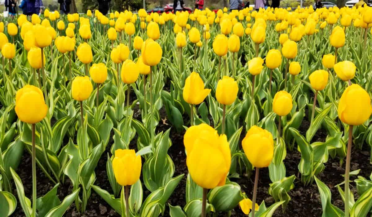 Ottawa Tulip Festival