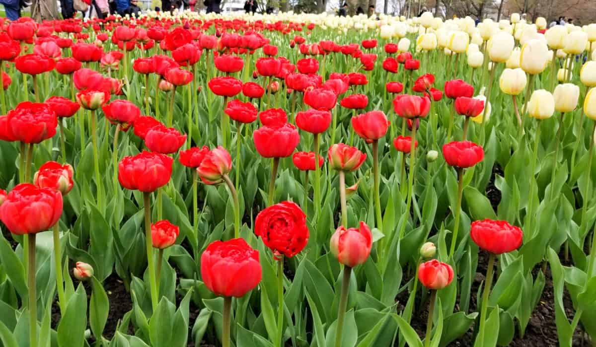 Ottawa Tulip Festival