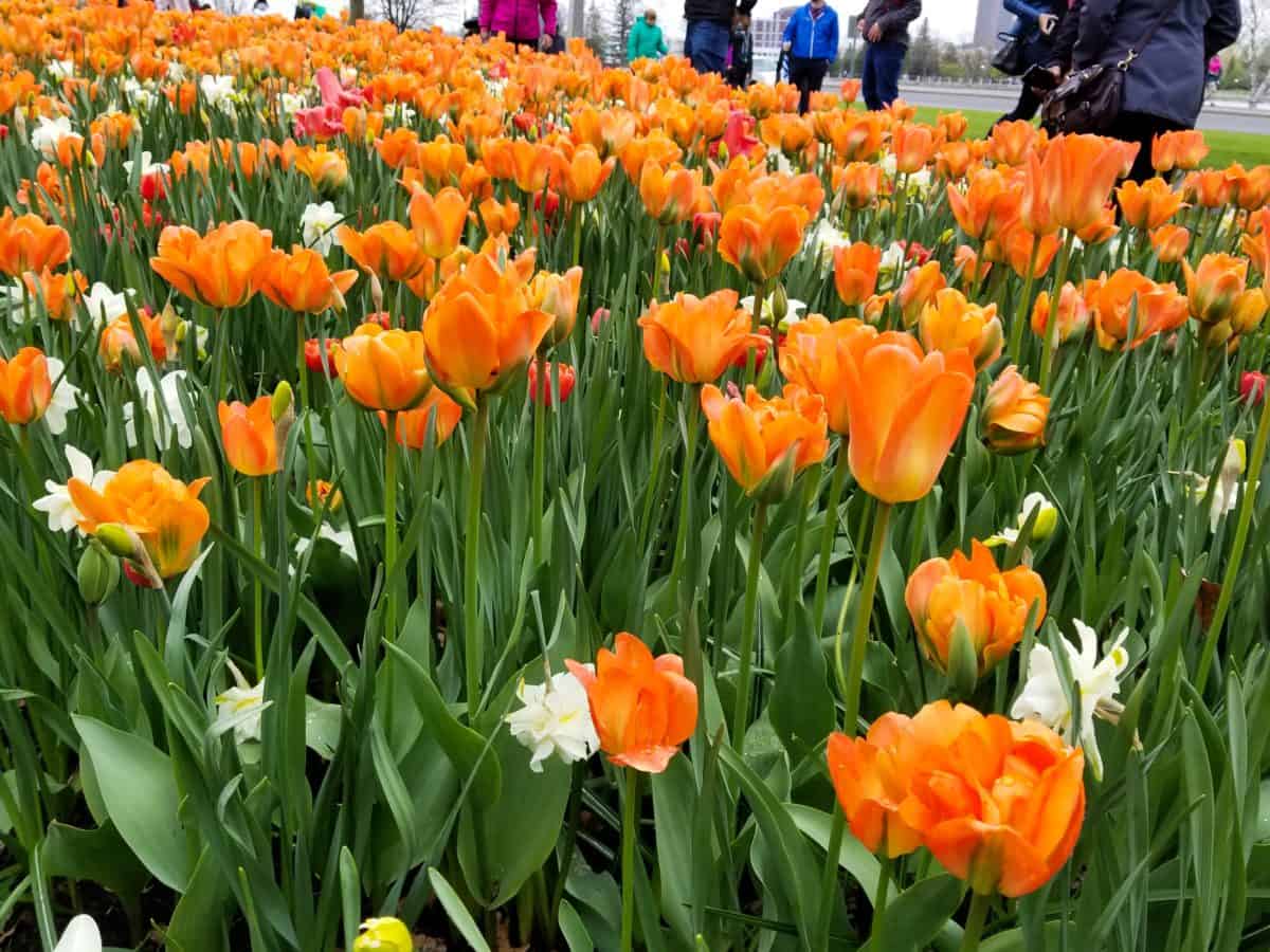 Ottawa Tulip Festival