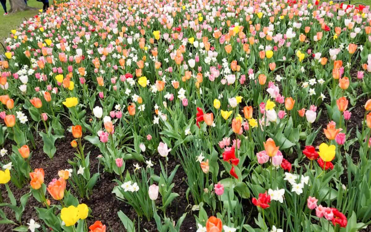 Ottawa Tulip Festival