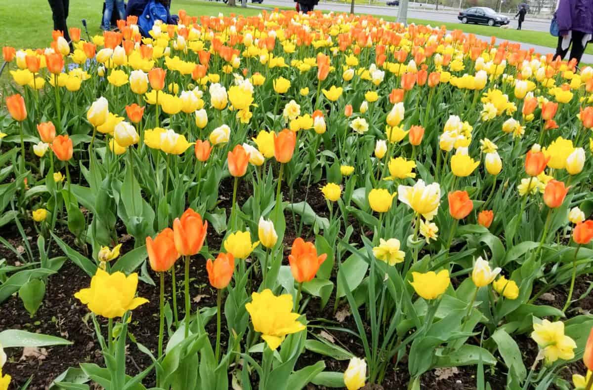 Ottawa Tulip Festival