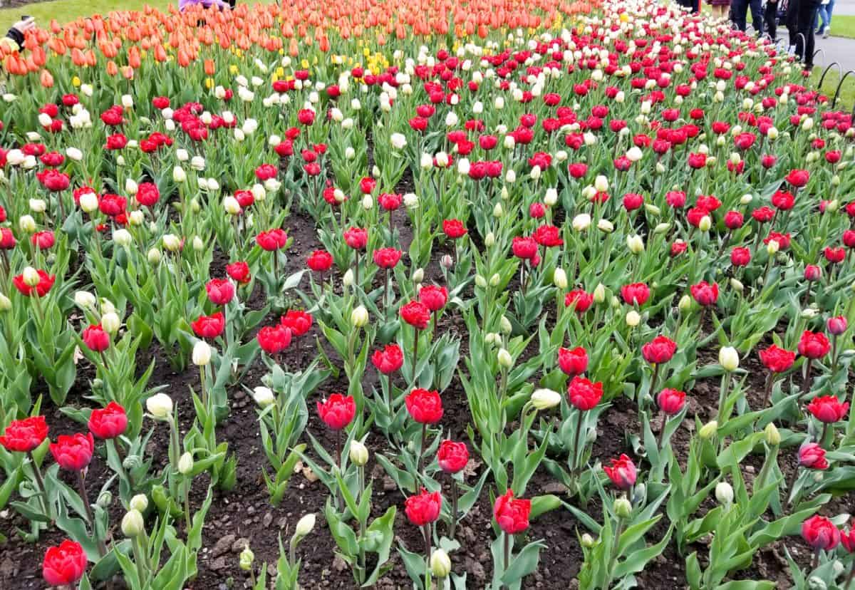 Ottawa Tulip Festival