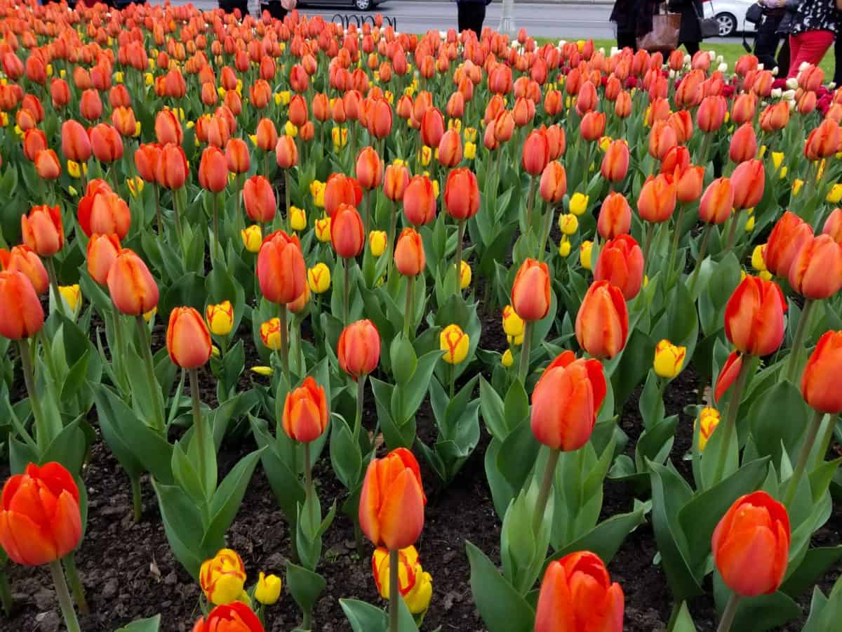 Ottawa Tulip Festival