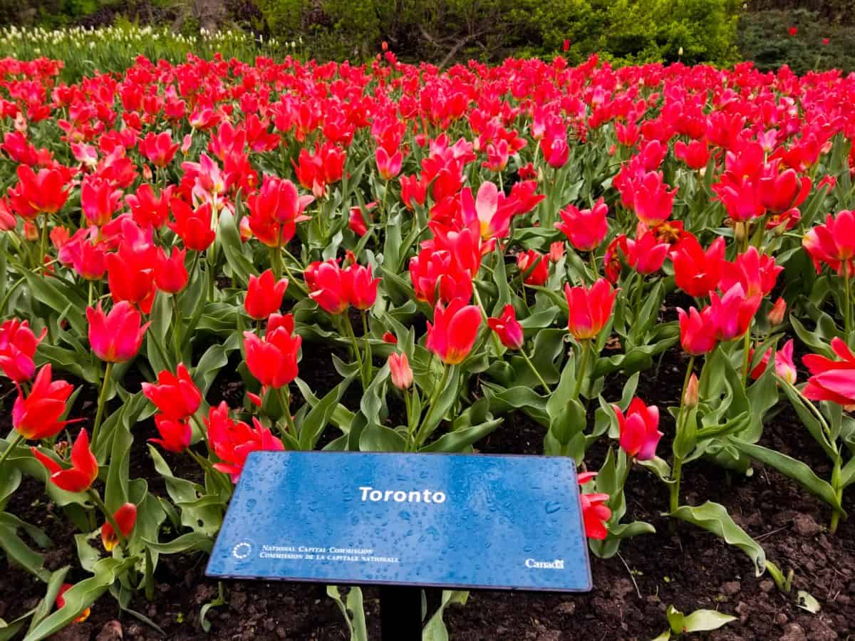 Ottawa Tulip Festival