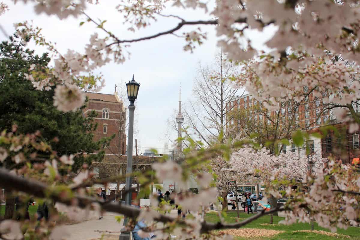 17 Places Where You Can See Cherry Blossoms in Toronto