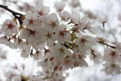 Toronto Cherry Blossoms