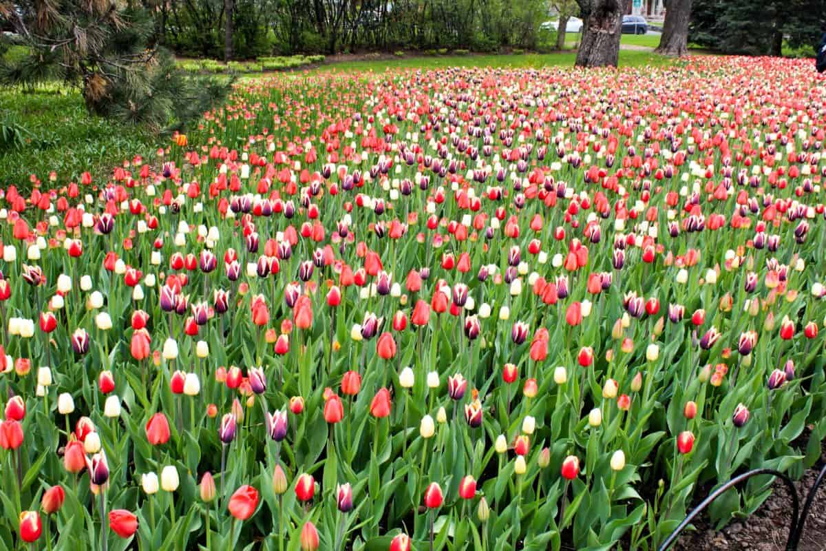 Ottawa Tulip Festival