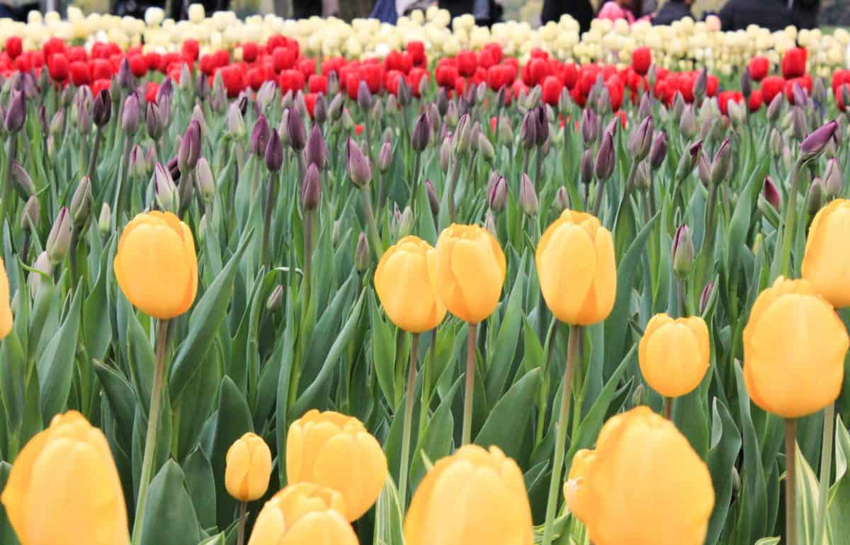 Ottawa Tulip Festival