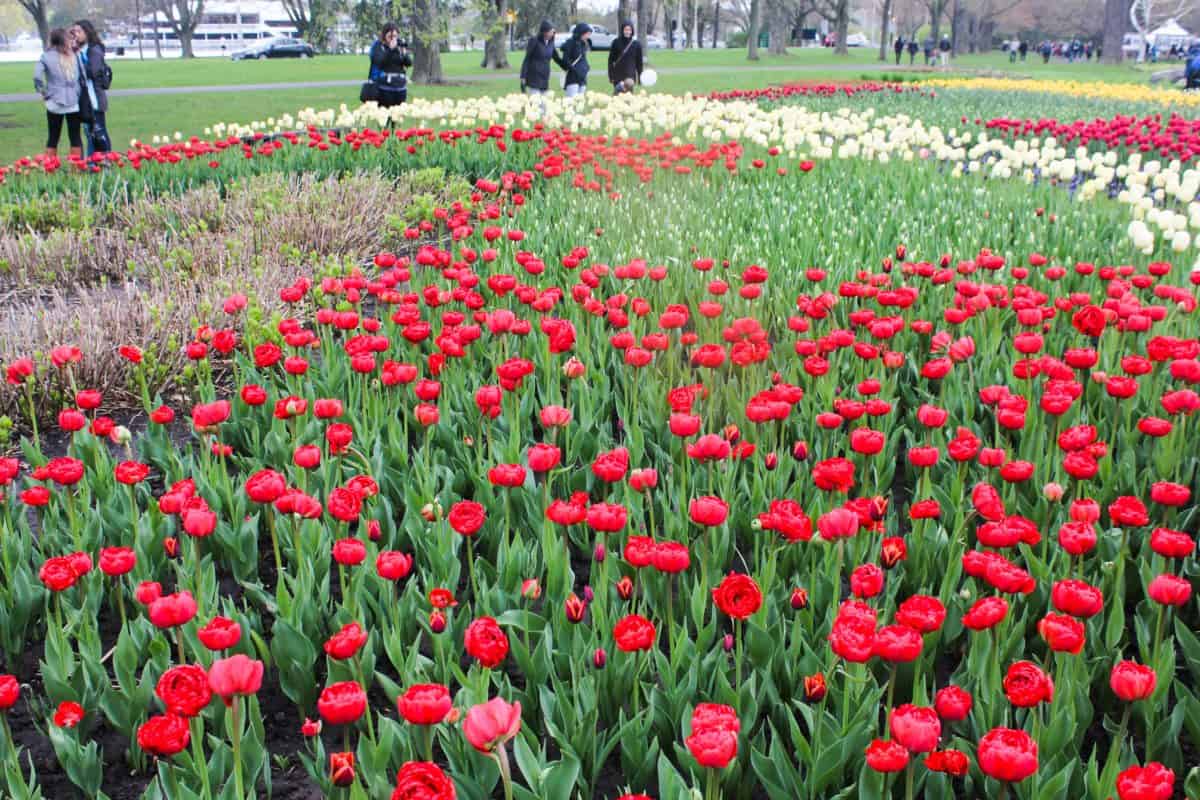 Ottawa Tulip Festival