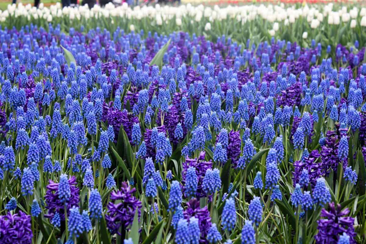 Ottawa Tulip Festival