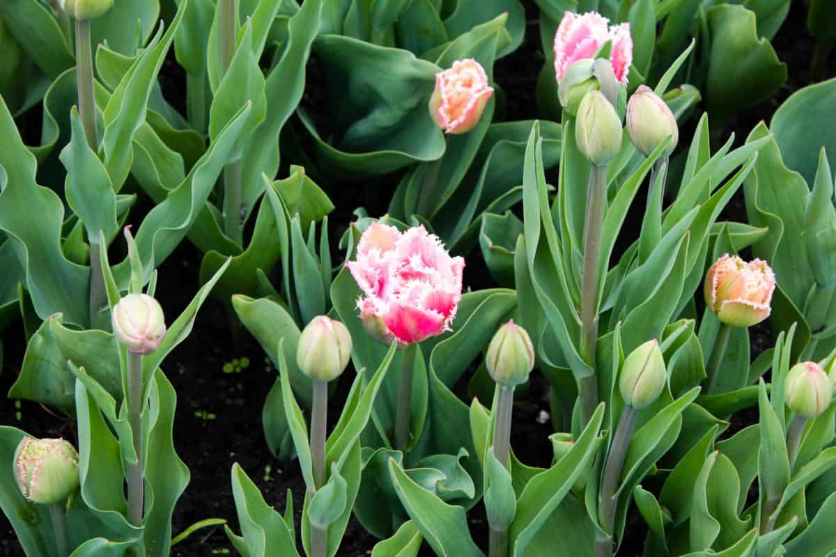 Ottawa Tulip Festival