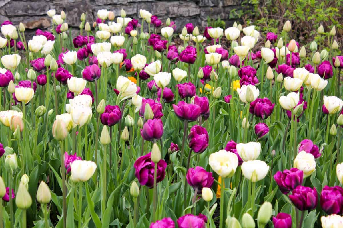 Ottawa Tulip Festival