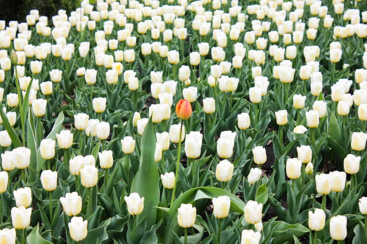 Ottawa Tulip Festival