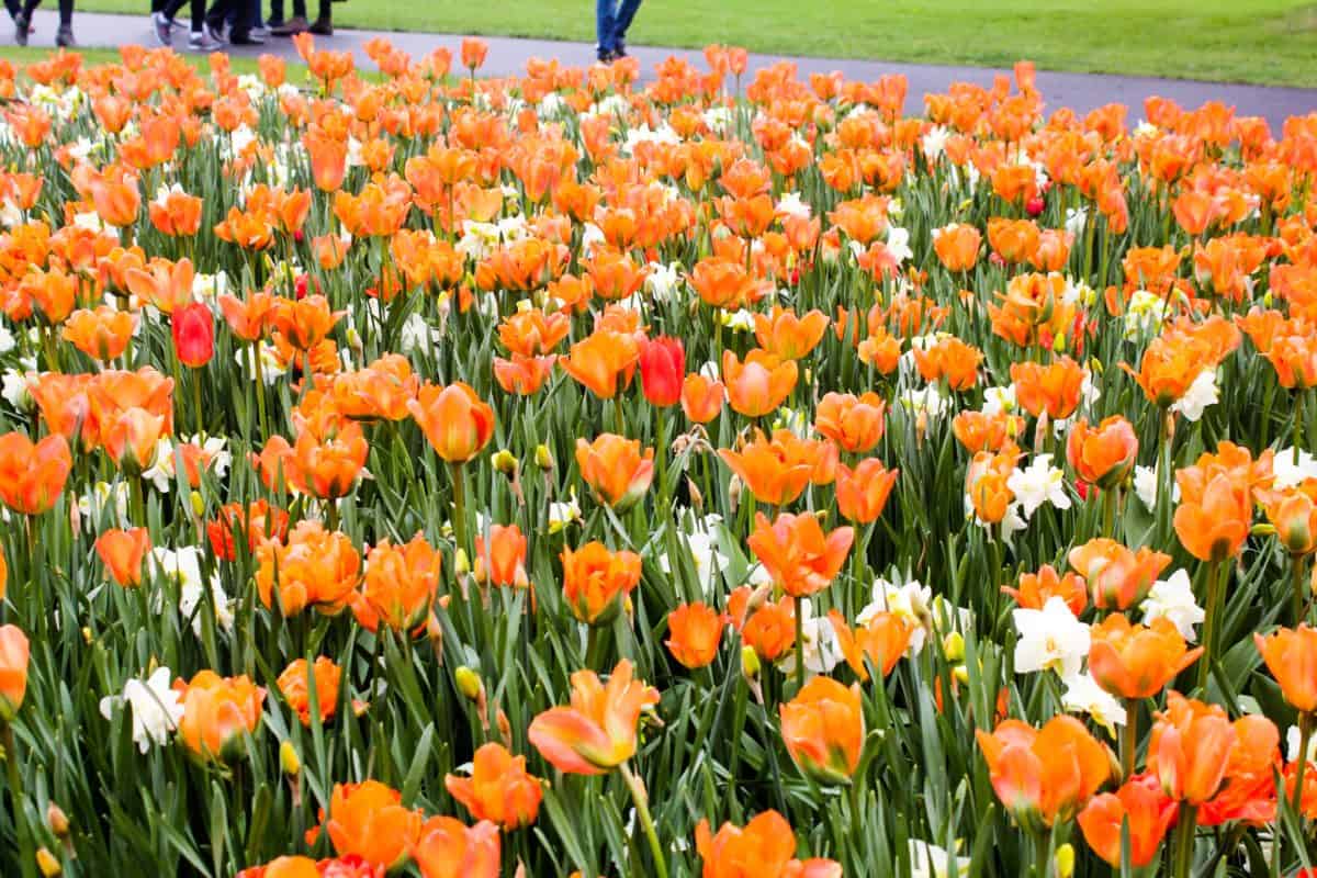 Ottawa Tulip Festival