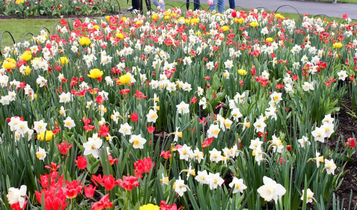 Ottawa Tulip Festival