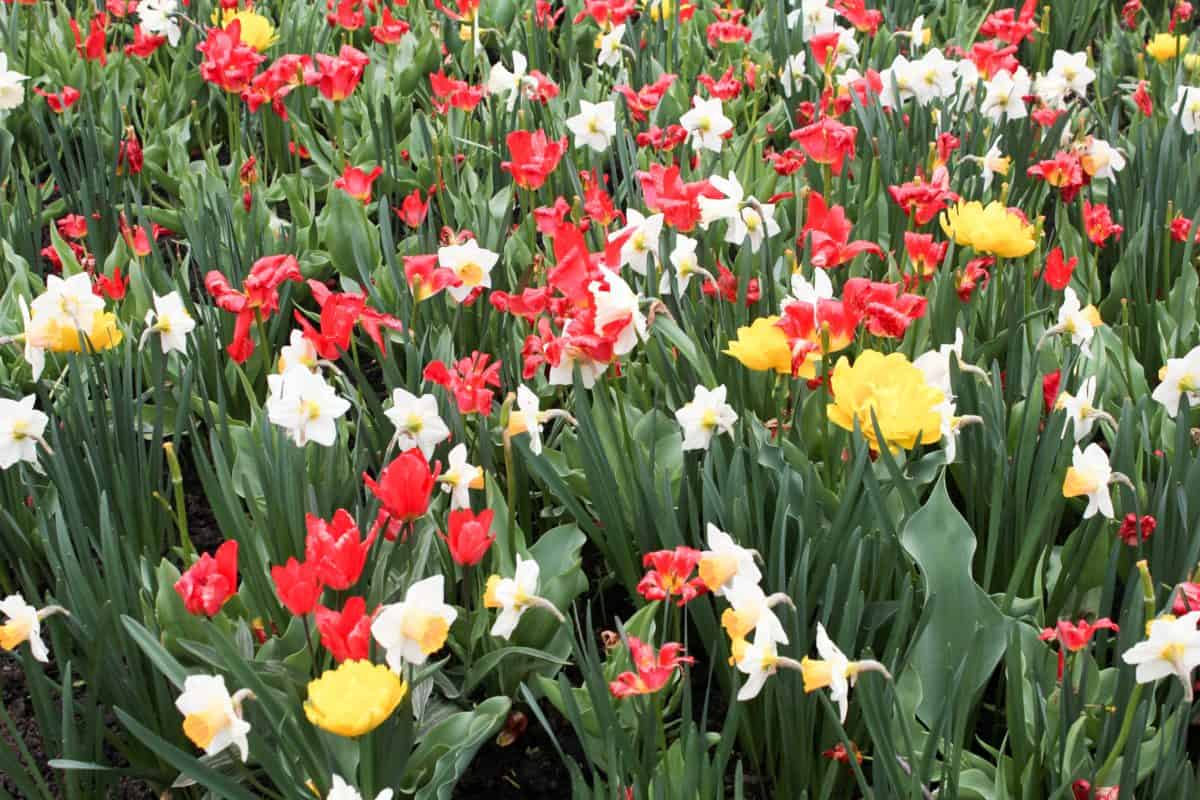 Ottawa Tulip Festival