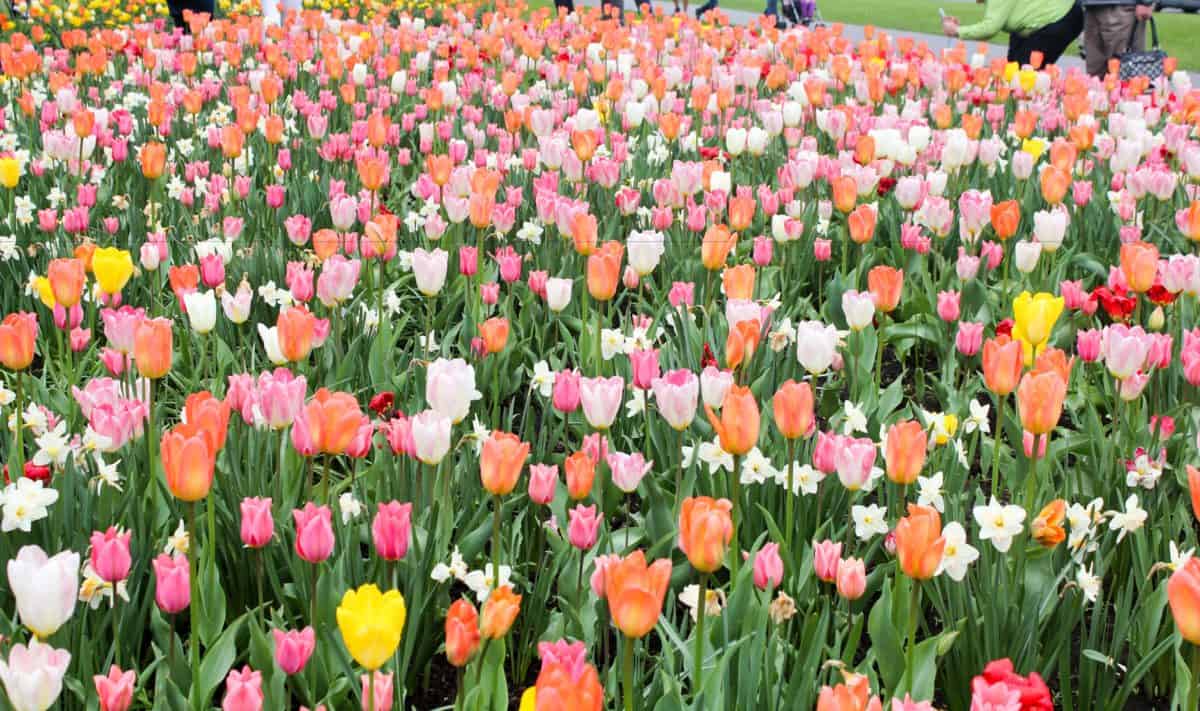 Ottawa Tulip Festival