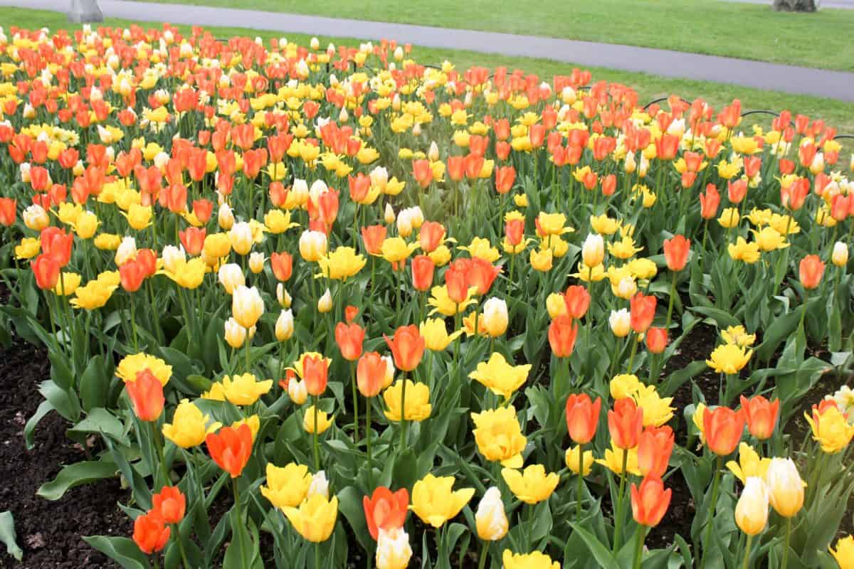 Ottawa Tulip Festival