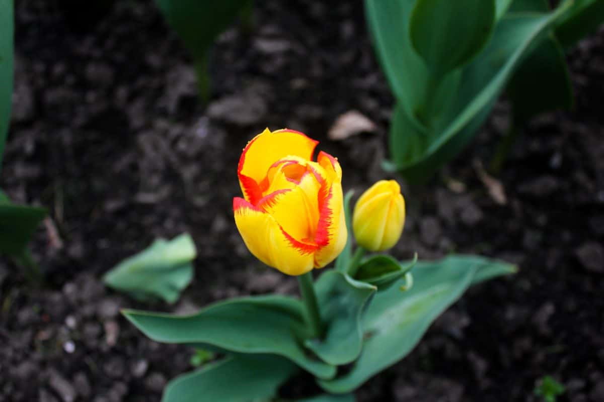 Ottawa Tulip Festival