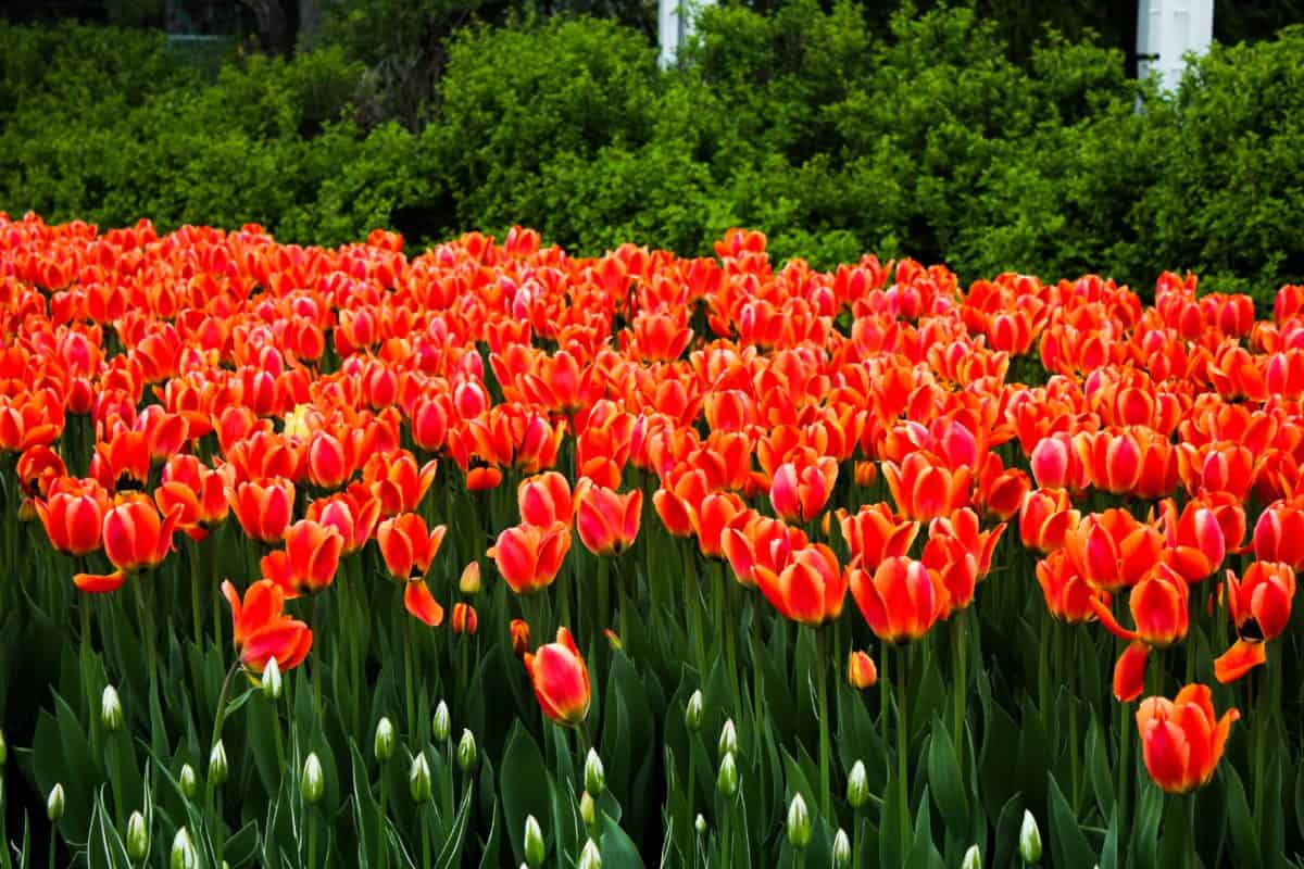 Ottawa Tulip Festival