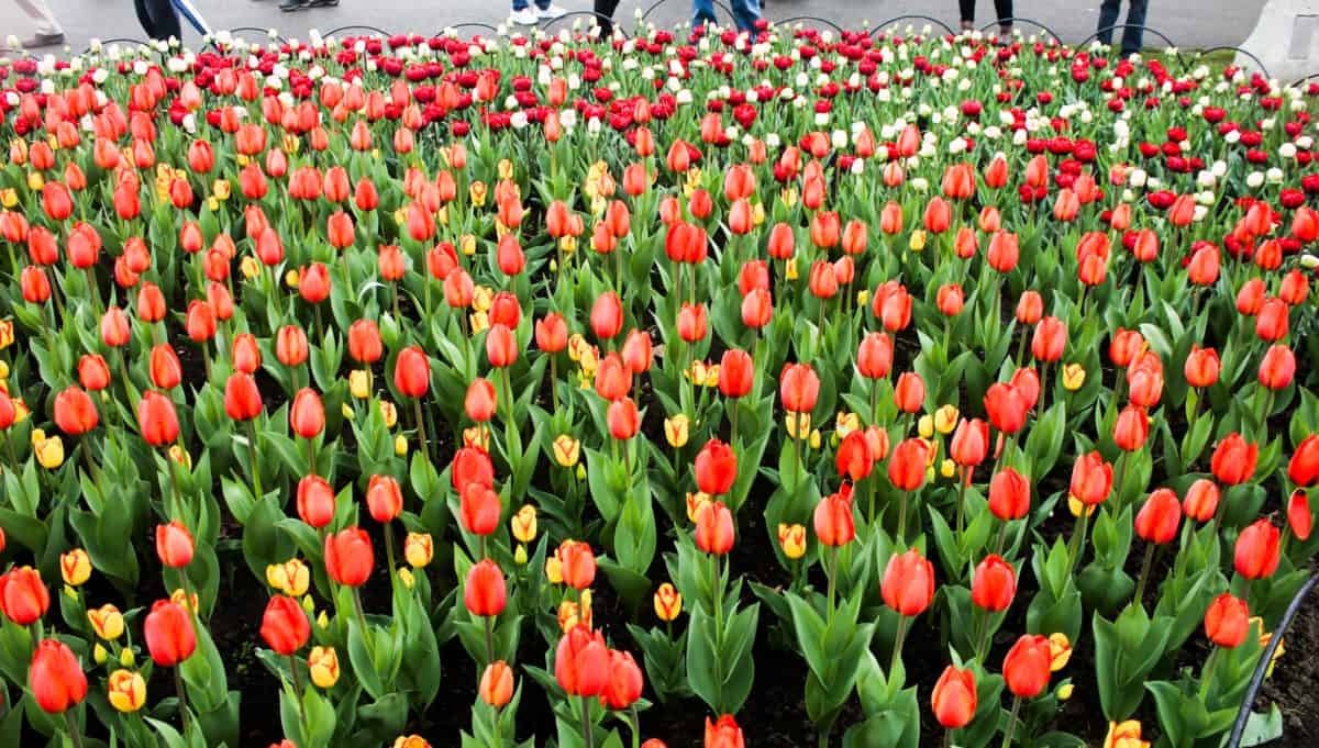 Ottawa Tulip Festival