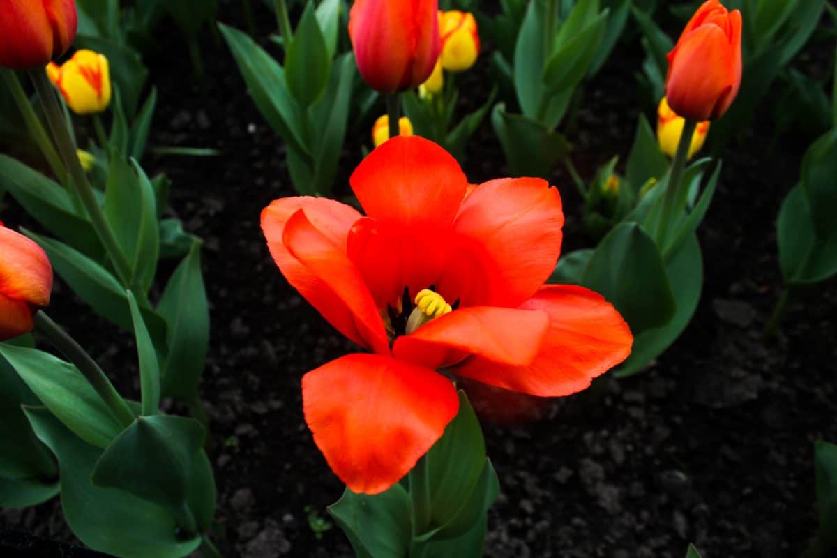 Ottawa Tulip Festival