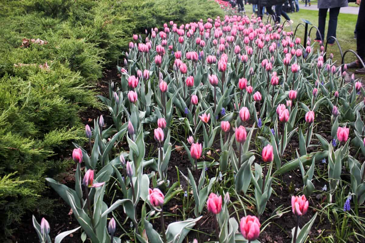 Ottawa Tulip Festival