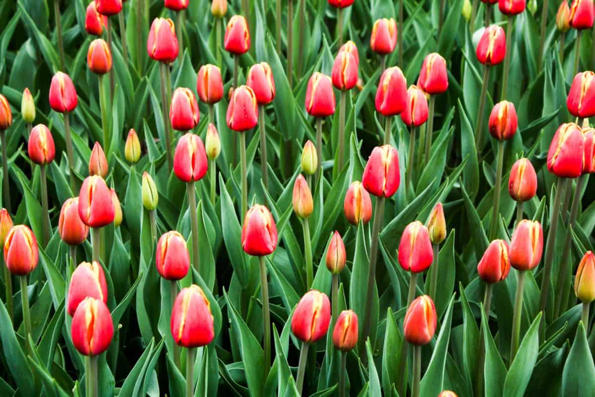 Ottawa Tulip Festival