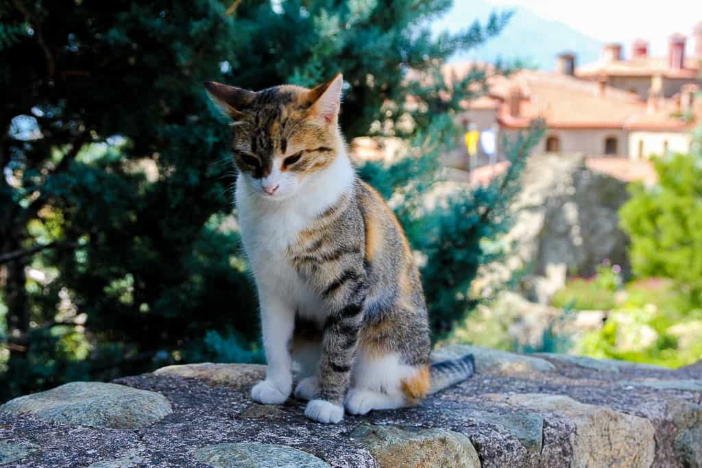 Cats in front of St. Stephen's Monastery at the Meteora Monasteries