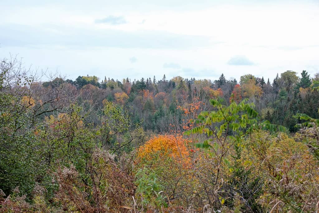 Toronto Fall