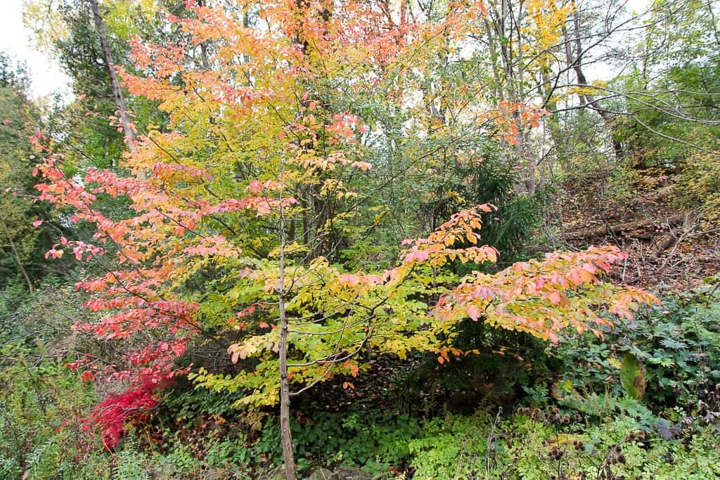 Toronto Fall