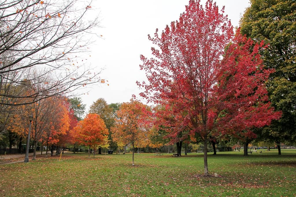 Toronto Fall