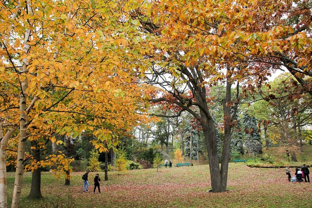 Toronto Fall