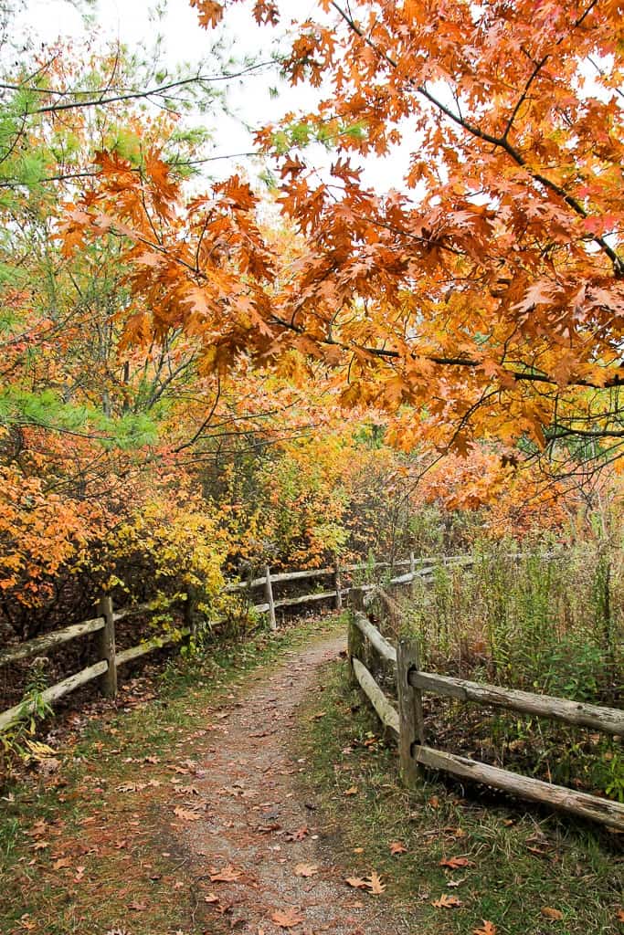 Toronto Fall