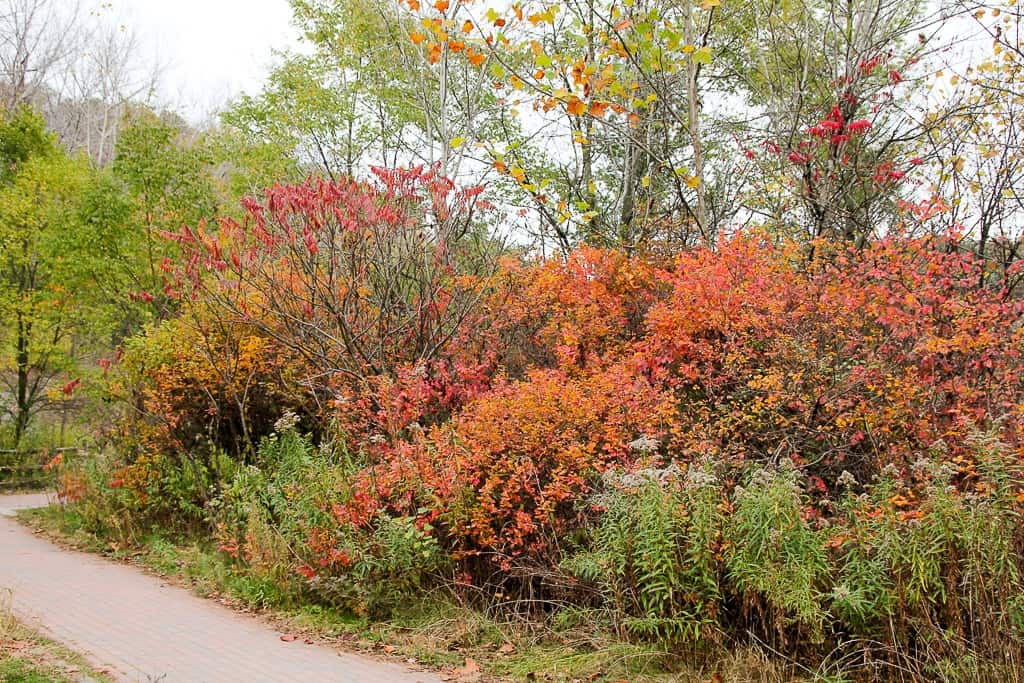 Toronto Fall