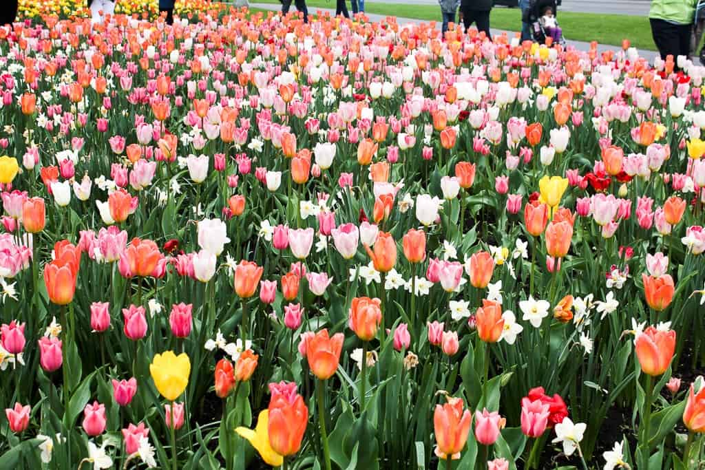 Ottawa Tulip Festival was one of my favorite travel moments